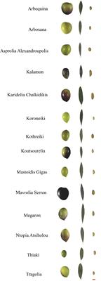 Discrimination of 14 olive cultivars using morphological analysis and machine learning algorithms